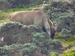 Tragelaphus oryx oryx