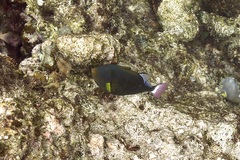 Melichthys vidua