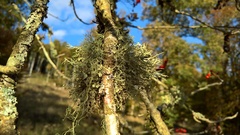 Ramalina calicaris