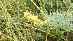 Lebeckia gracilis