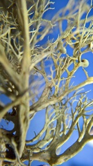 Ramalina calicaris