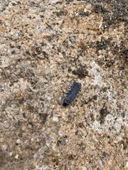 Porcellio ornatus