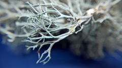 Ramalina calicaris