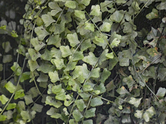 Asplenium flabellifolium