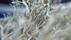 Ramalina calicaris