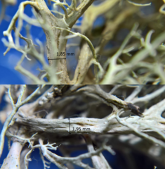 Ramalina calicaris