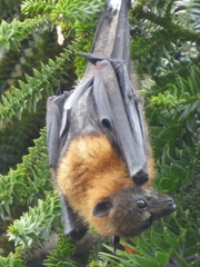 Pteropus poliocephalus