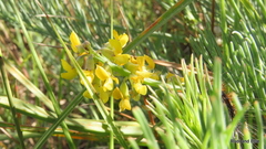 Lebeckia gracilis