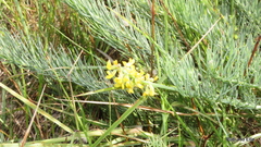 Lebeckia gracilis