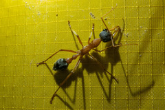 Myrmecia desertorum