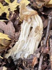 Helvella crispa