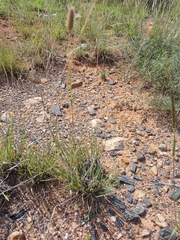 Fingerhuthia africana