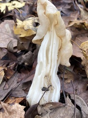 Helvella crispa