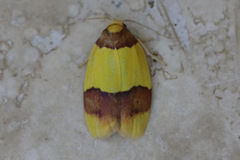 Heterallactis euchrysa