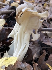 Helvella crispa