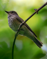 Muscicapa striata