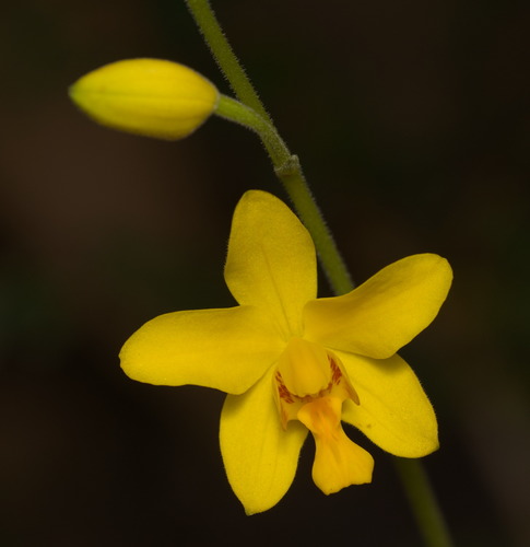 Spathoglottis pubescens Lindl.