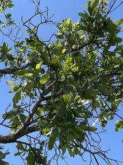 Terminalia brachystemma brachystemma