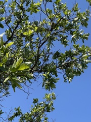 Terminalia brachystemma brachystemma