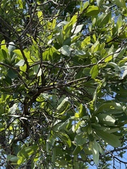 Terminalia brachystemma brachystemma