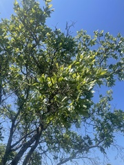 Terminalia brachystemma brachystemma
