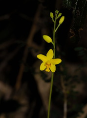 Spathoglottis pubescens