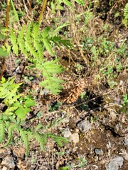 Dracocephalum thymiflorum