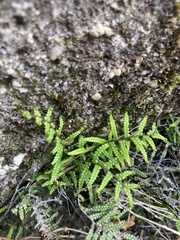 Gleichenia
