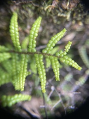 Gleichenia
