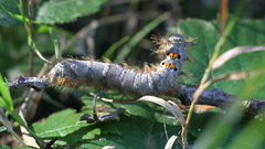 Phyllodesma tremulifolia
