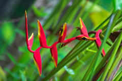 Heliconia platystachys