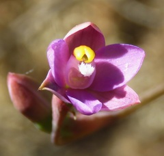 Thelymitra pauciflora