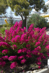 Bougainvillea glabra