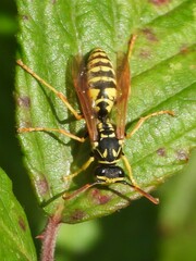 Polistes