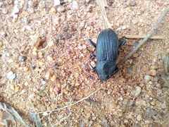 Heterotarsus
