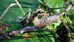 Phyllodesma tremulifolia