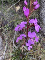 Stylidium