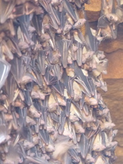 Rousettus leschenaultii