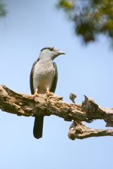 Leptosomus discolor discolor