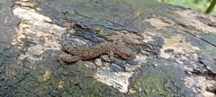 Cyrtodactylus marmoratus