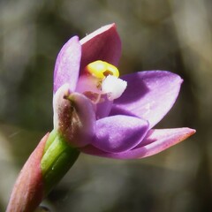 Thelymitra pauciflora