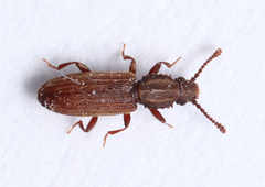 Oryzaephilus