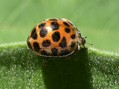 Henosepilachna vigintisexpunctata