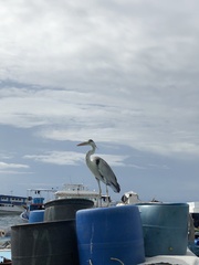 Ardea cinerea