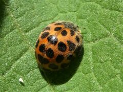 Henosepilachna vigintisexpunctata