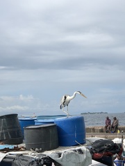 Ardea cinerea