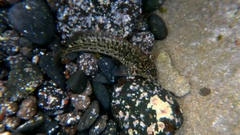 Parablennius parvicornis