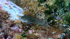 Parablennius parvicornis