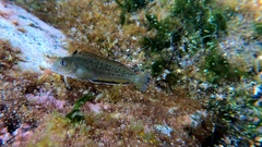 Parablennius parvicornis