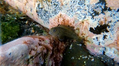 Parablennius parvicornis
